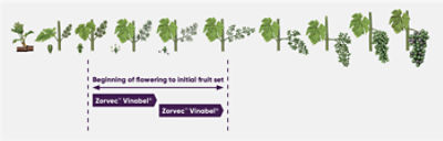 stages of grape growth infographic